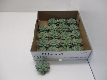 Echeveria Albicans X50 5,5CM