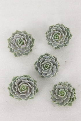 Echeveria Lola X12 12CM
