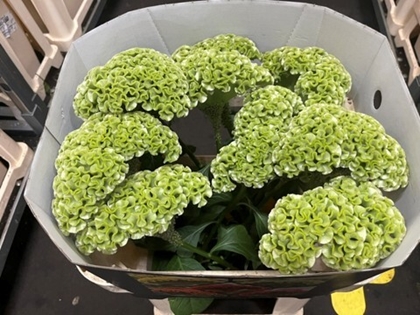 Celosia Cr Act Verda 72cm Ø20cm