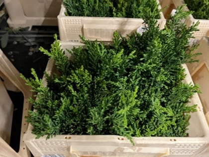 Chamaecyparis Obtusa Drath 25cm 1kg