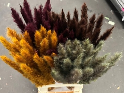 Pampas-grass Dyed Mixed Autumn 70cm