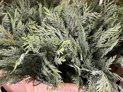 Chamaecyparis La Alumii Bunch 1kg