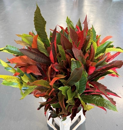 Chestnut Leaves Prepared Autumn 80cm 250g