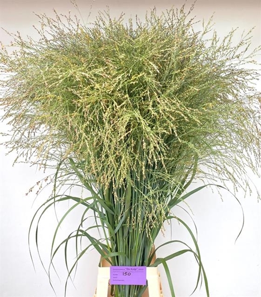 PANICUM DALLAS BLUES 90