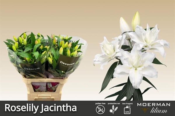 LYS ROSELILY JACINTHA 45FL 85CM 2 F+