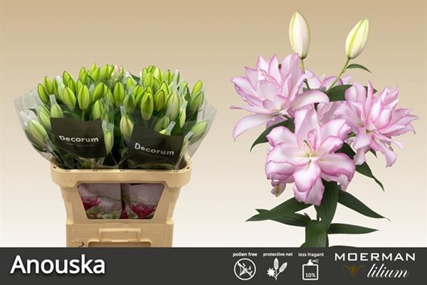 LYS ROSELILY ANOUSKA 30FL 85CM 3 F+