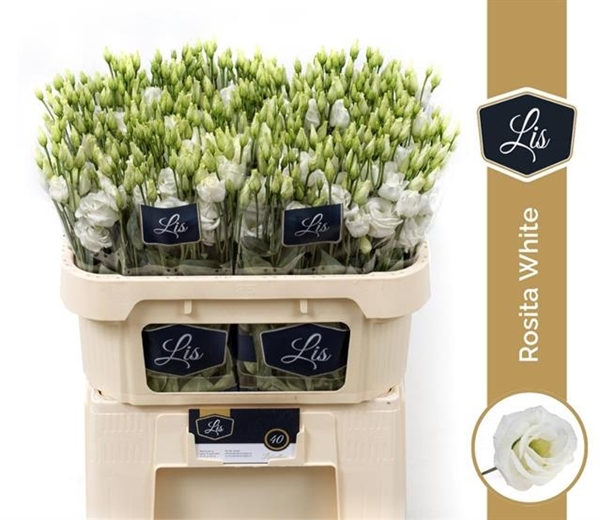 LISIANTHUS BLANC $$$