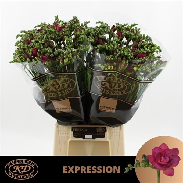 FREESIA EXPRESSION $$$