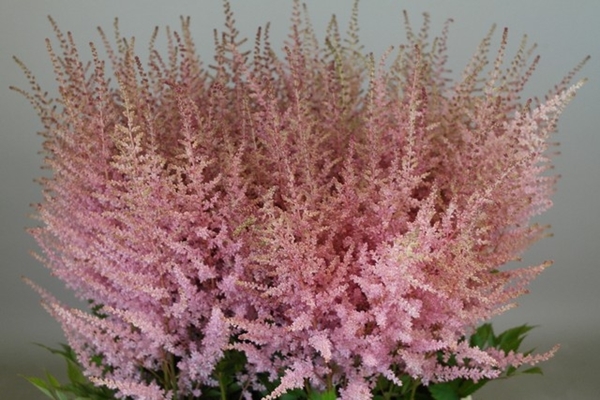 ASTILBE ERIKA 70CM