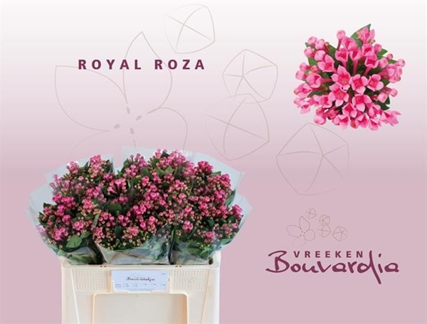 BOUVARDIA EN ROYAL ROZA 50CM