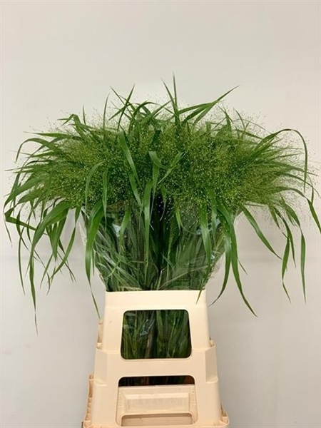 PANICUM FONTAINE ZILVERGR 80CM