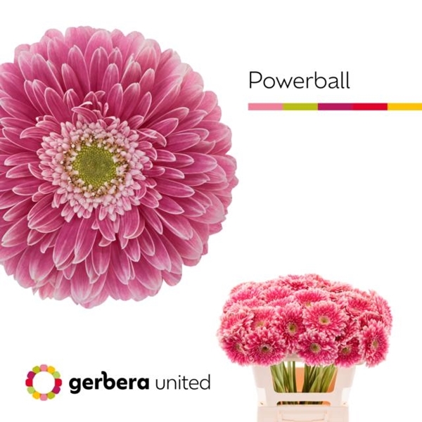 GERBERA POM MAYBALL