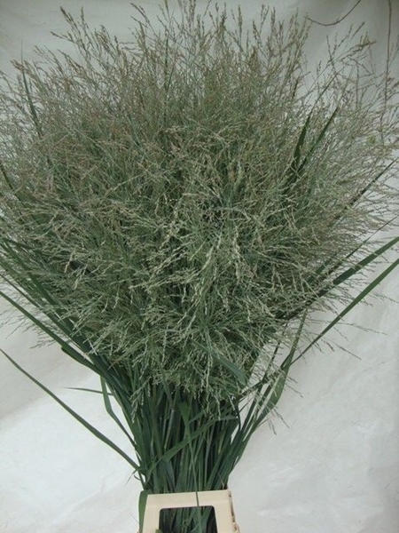 PANICUM VIR DALLAS BLUES 130CM A1