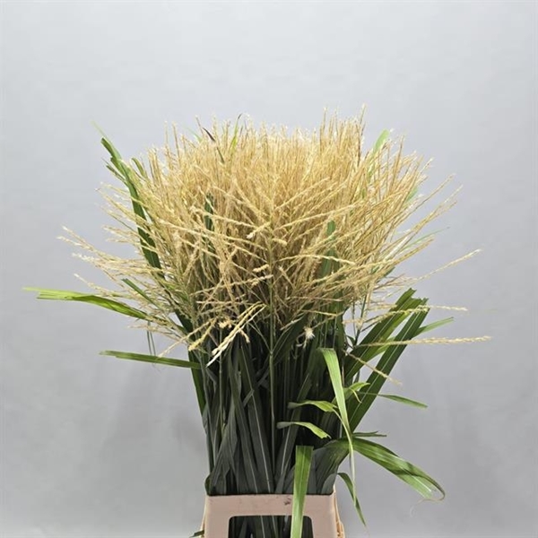 MISCANTHUS SIN WHITE CL 100CM