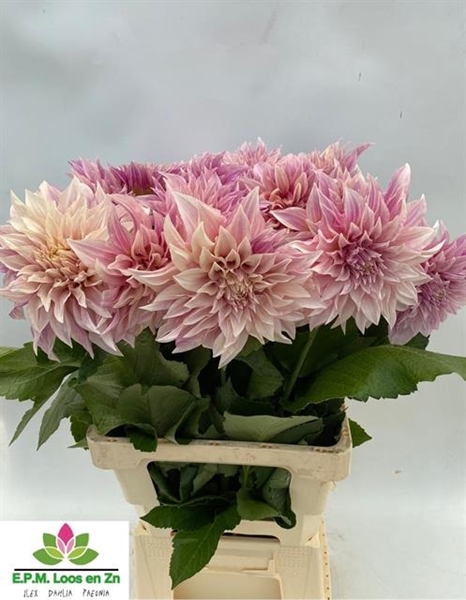 DAHLIA CAFE AU LAIT 70CM