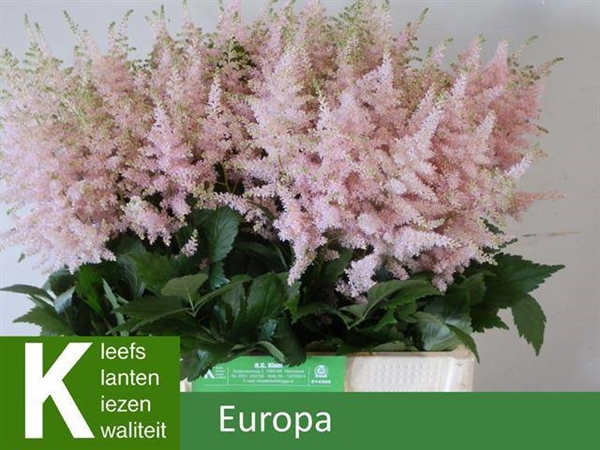 ASTILBE EUROPA 60CM