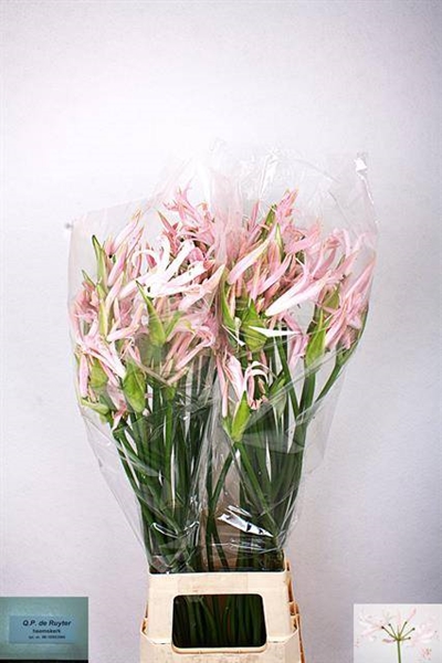 NERINE SOFIE 70CM