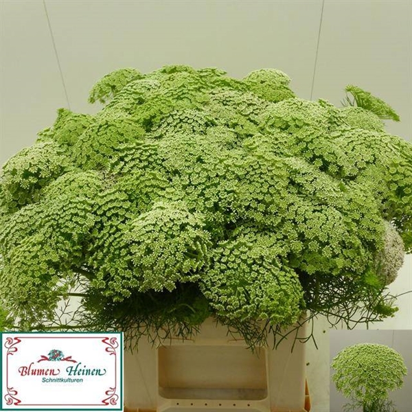 DILLE VISNAGA 45