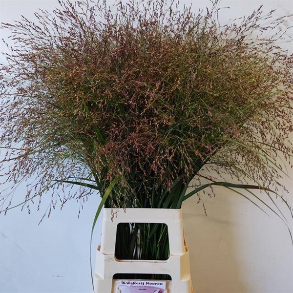 PANICUM VIRGATUM WARRIOR 90