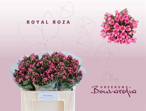 BOUVARDIA ROYAL ROZA 50