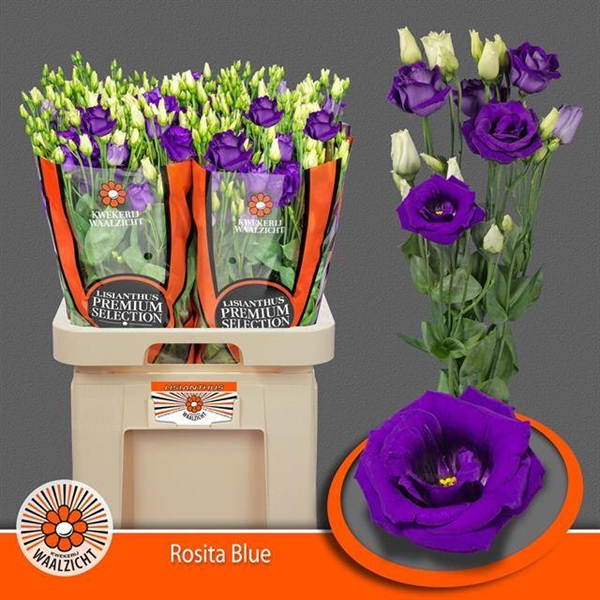 LISIANTHUS ROSITA BLUE 70