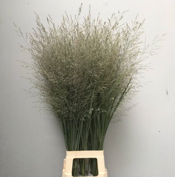 PANICUM DALLAS BLUES 110