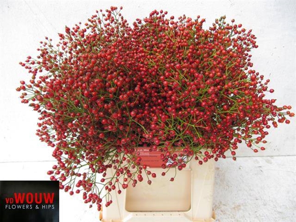 FRUIT DE ROSIER AUTUMN  40CM