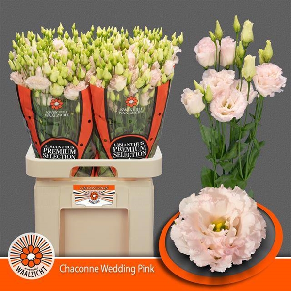 LISIANTHUS CHAC WED PINK 70