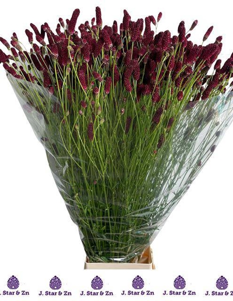 SANGUISORBA SCARLET 100