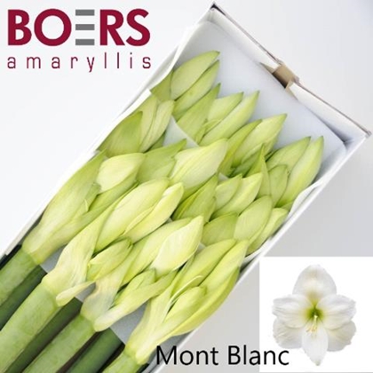 AMARYL. MONT BLANC X12 $$$