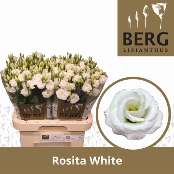 LISIANTHUS BLANC $$$