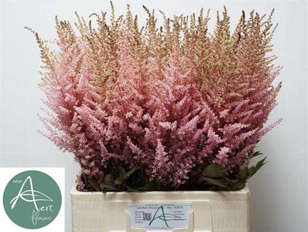 ASTILBE ERIKA 70