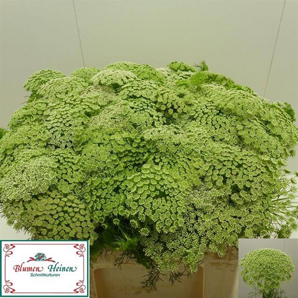 DILLE VISNAGA 45