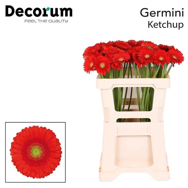 GERMINI AQUA X20 KETCHUP 50CM