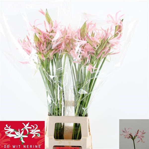 NERINE SOFIE 70