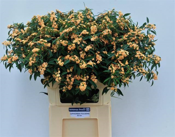 EUPHORBIA SALMONETTE 80