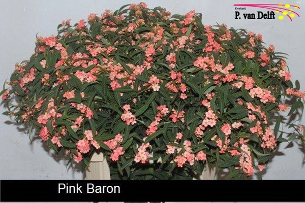 EUPHORBIA PINK BARON 80