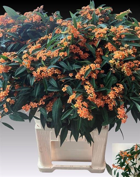 EUPHORBIA SUNSTREAM 80