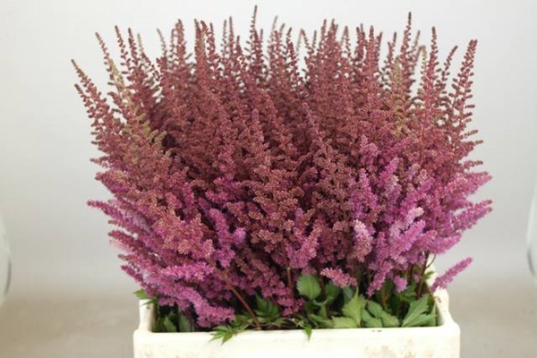 ASTILBE MAGGIE DALEY 65