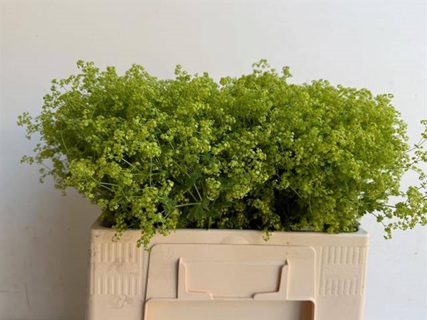 ALCHEMILLA ROBUSTICA 55