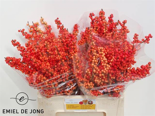 ILEX ORANGE 60