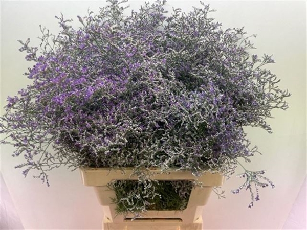 LIMONIUM BELTAARD 70