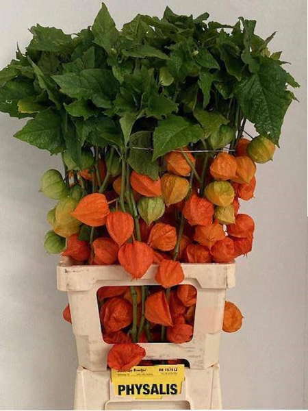 PHYSALIS ORANGE 80