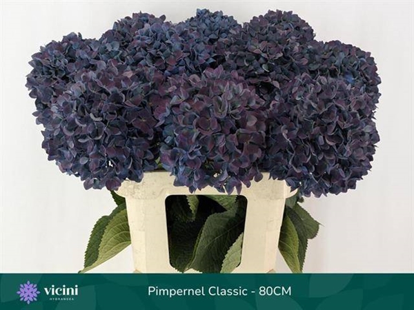 HORT. PERNEL CLASSIC 80CM