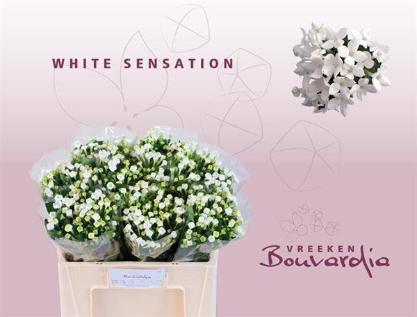 BOUVARDIA WHITE SENSATION 50