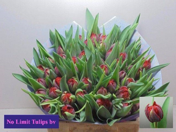 TULIPE RED PRINCESS