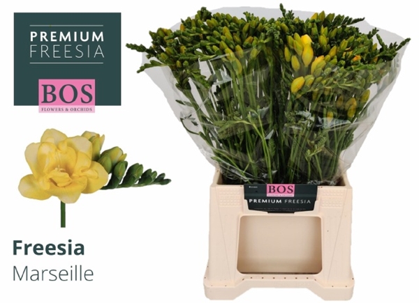 FREESIA JAUNE $$$