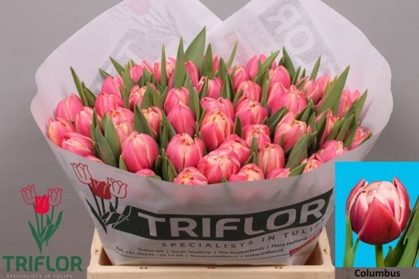 TULIPE COLUMBUS