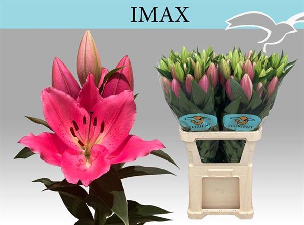 LYS OR IMAX 51FL 90CM 3 F+