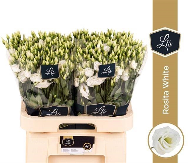 LISIANTHUS BLANC $$$